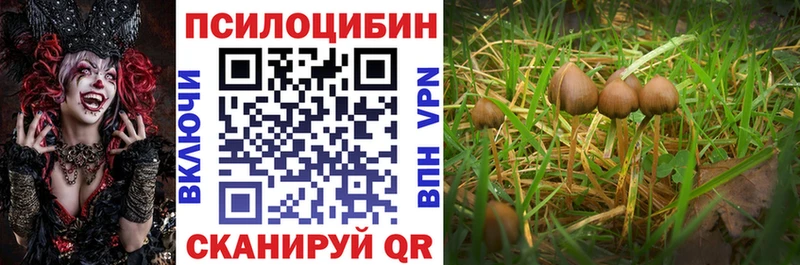 закладка  Старая Купавна  Галлюциногенные грибы Psilocybe 